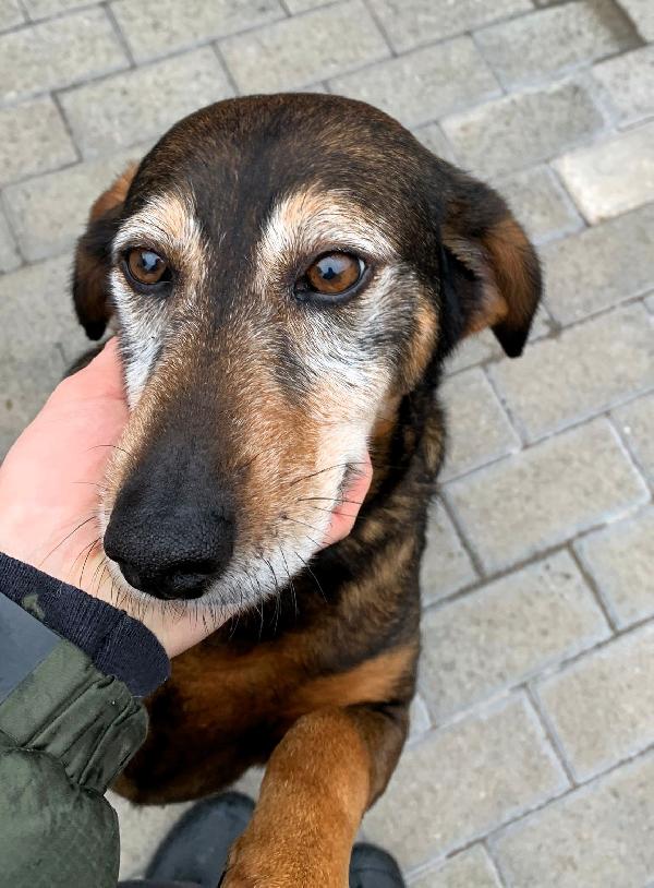 Felicita'  Dolcissima Segugetta